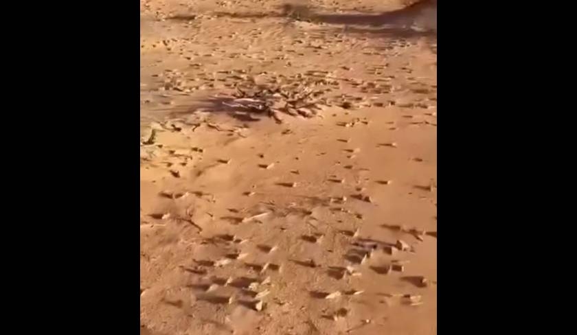 En vidéo : invasion de criquets à Dhehiba, le député Mokhtar Abdelmoula lance l'alerte